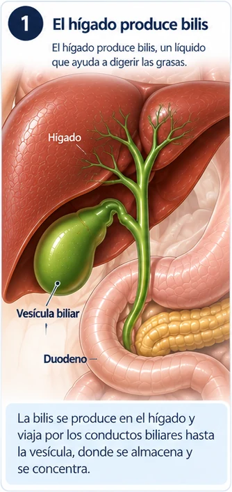 Paso 1: El hígado produce bilis. El hígado produce la bilis, un líquido que ayuda a digerir las grasas, y la envía por los conductos biliares hasta la vesícula.